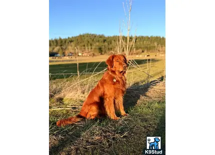 a golden retriever dog sitting on grass